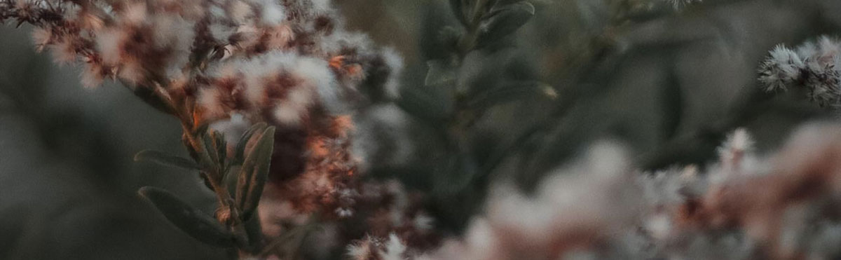 品牌策略全案設(shè)計(jì)